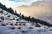 Auli